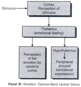 cannon bard theories of emotion