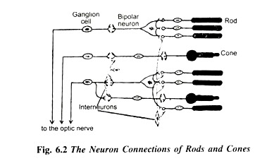 The Neuron Connection of Rods and Cones