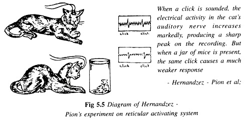 Diagram of Hernandzez